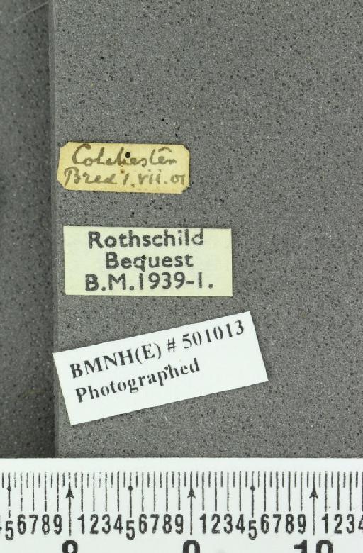 Neozephyrus quercus ab. violacea Niepelt, 1914 - BMNHE_501013_label_94070