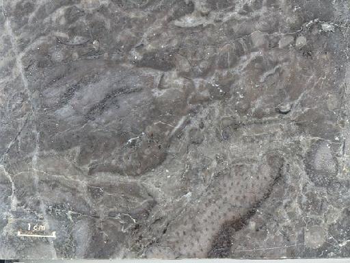 Buchan grey marble - e11268.tif