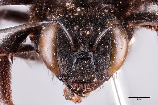 Xylocopa (Biluna) pictifrons Smith, F., 1852 - 014024244_Face