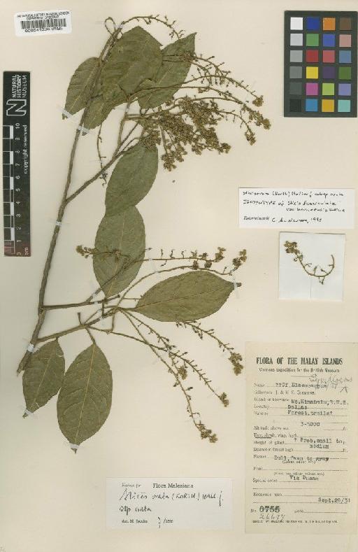 Stixis ovata (Korth.) Hallier f. - BM000541236