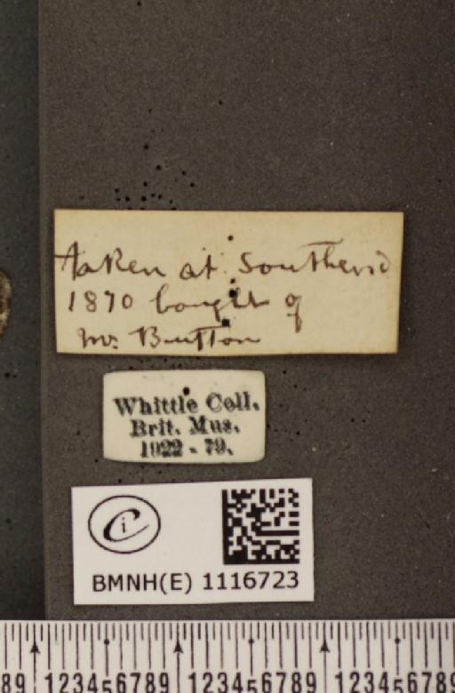 Pontia daplidice (Linnaeus, 1758) - BMNHE_1116723_label_68839