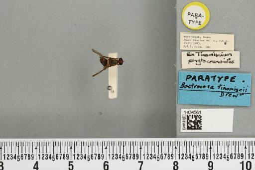 Bactrocera (Bactrocera) tinomiscii Drew, 1989 - BMNHE_1434561_28505