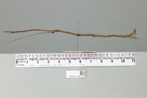 Mnesilochus mindanaensis (von Wattenwyl, 1907) - 012497754___1