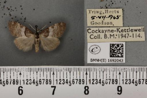 Nola cucullatella (Linnaeus, 1758) - BMNHE_1692043_291592