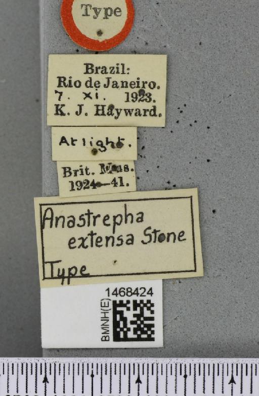 Anastrepha minensis Lima, 1937 - BMNHE_1468424_label_41271