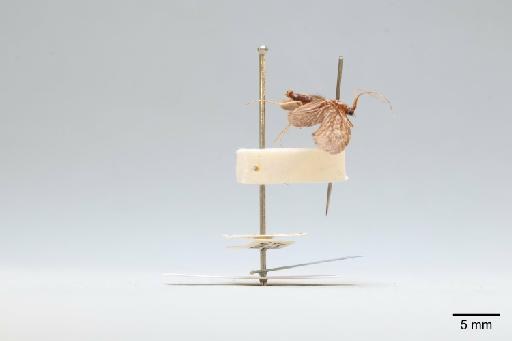 Athripsodes grumicha (Vallot, 1855) - 014409558_lateral