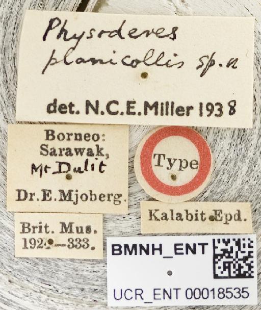 Physoderes planicollis Miller, N.C.E., 1940 - Physoderes planicollis-BMNH(E)1706241-Holotype male labels UCR_ENT 00018535
