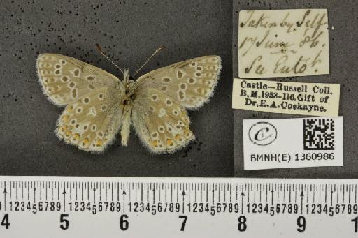 Lysandra bellargus ab. pallida Austin, 1890 - BMNHE_1360986_181855