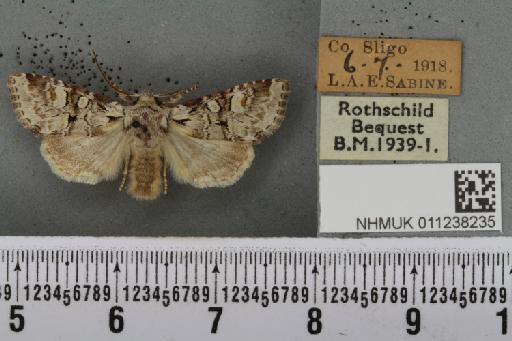 Brachylomia viminalis (Fabricius, 1777) - NHMUK_011238235_638789