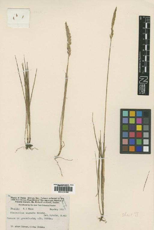 Anthoxanthum horsfieldii var. angustum (Hitchc.) Y.Schouten - BM000797880