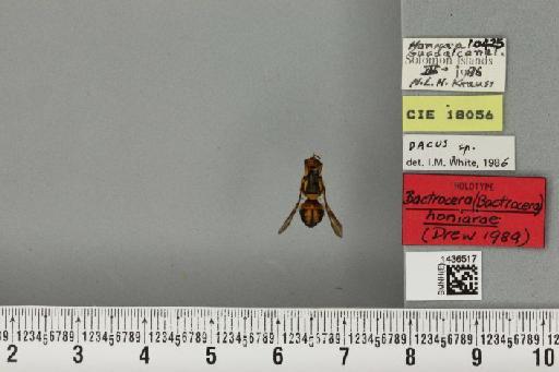 Bactrocera (Bactrocera) honiarae Drew, 1989 - BMNHE_1436517_30616