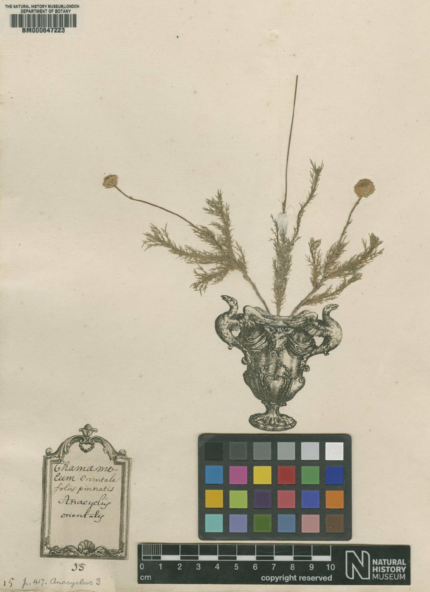 To NHMUK collection (Anacyclus orientalis L.; Lectotype; NHMUK:ecatalogue:4704047)
