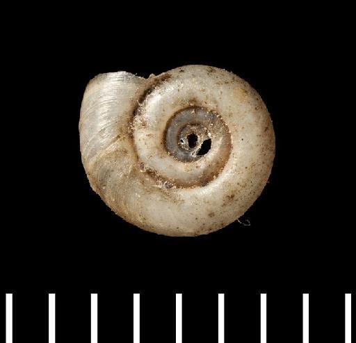 Planorbis heloicus subterclass Tectipleura d'Orbigny, 1835 - Planorbis heloicus d'Orbigny, 1835 - LECTOTYPE - 1854.12.4.194 - (apical view)