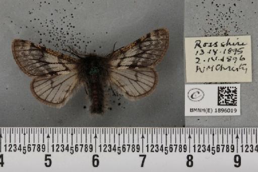 Lycia lapponaria scotica (Harrison, 1916) - BMNHE_1896019_458942