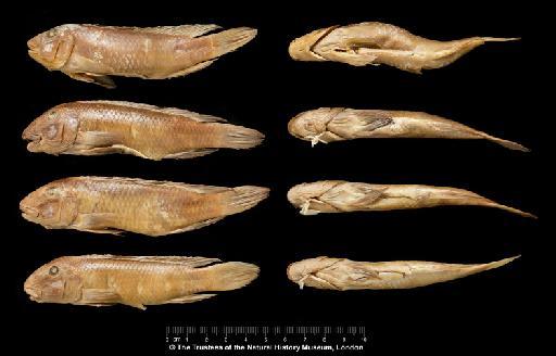 Gobiochromis irvinei Trewavas, 1943 - BMNH 1943.7.24.1-4, SYNTYPES, Gobiochromis irvinei