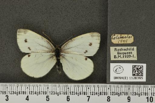 Pieris napi sabellicae ab. tenuimaculosa Verity, 1922 - BMNHE_1128395_81465
