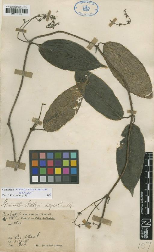 Genianthus ridleyi King & Gamble - BM001014098