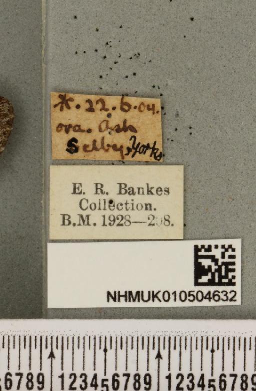 Acronicta menyanthidis menyanthidis (Esper, 1798) - NHMUK_010504632_label_561993