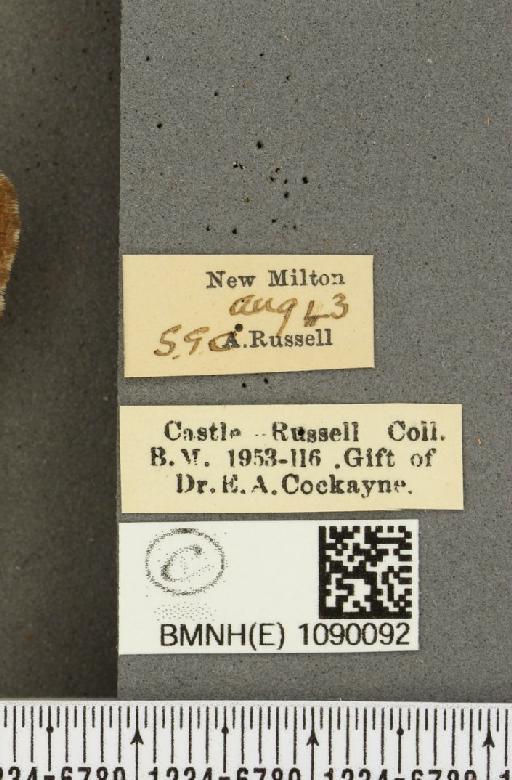 Pyronia tithonus britanniae ab. tithonellus Strand, 1912 - BMNHE_1090092_label_444