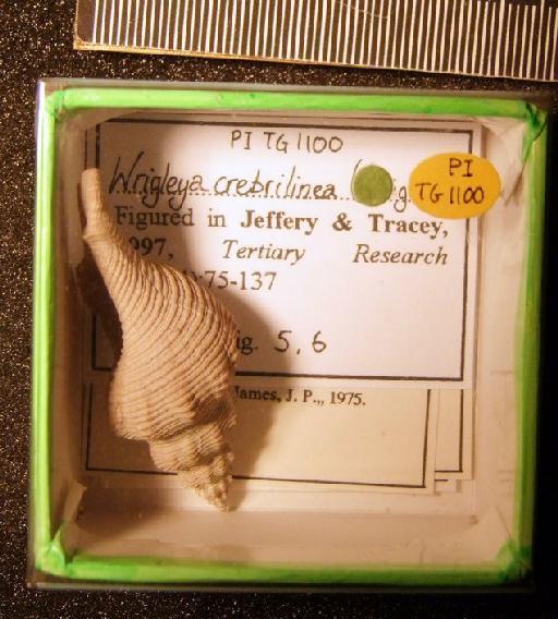 Wrigleya crebrilinea (Wrigley, 1927) - TG 1100. Wrigleya crebrilinea (specimen+label)