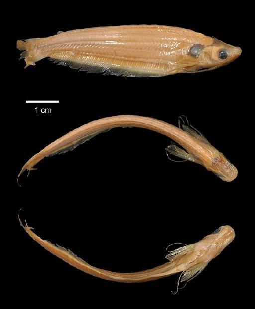 Physailia somalensis tanensis Whitehead, 1962 - 1961.5.3.7; Physailia somalensis tanensis; type; ACSI Project image