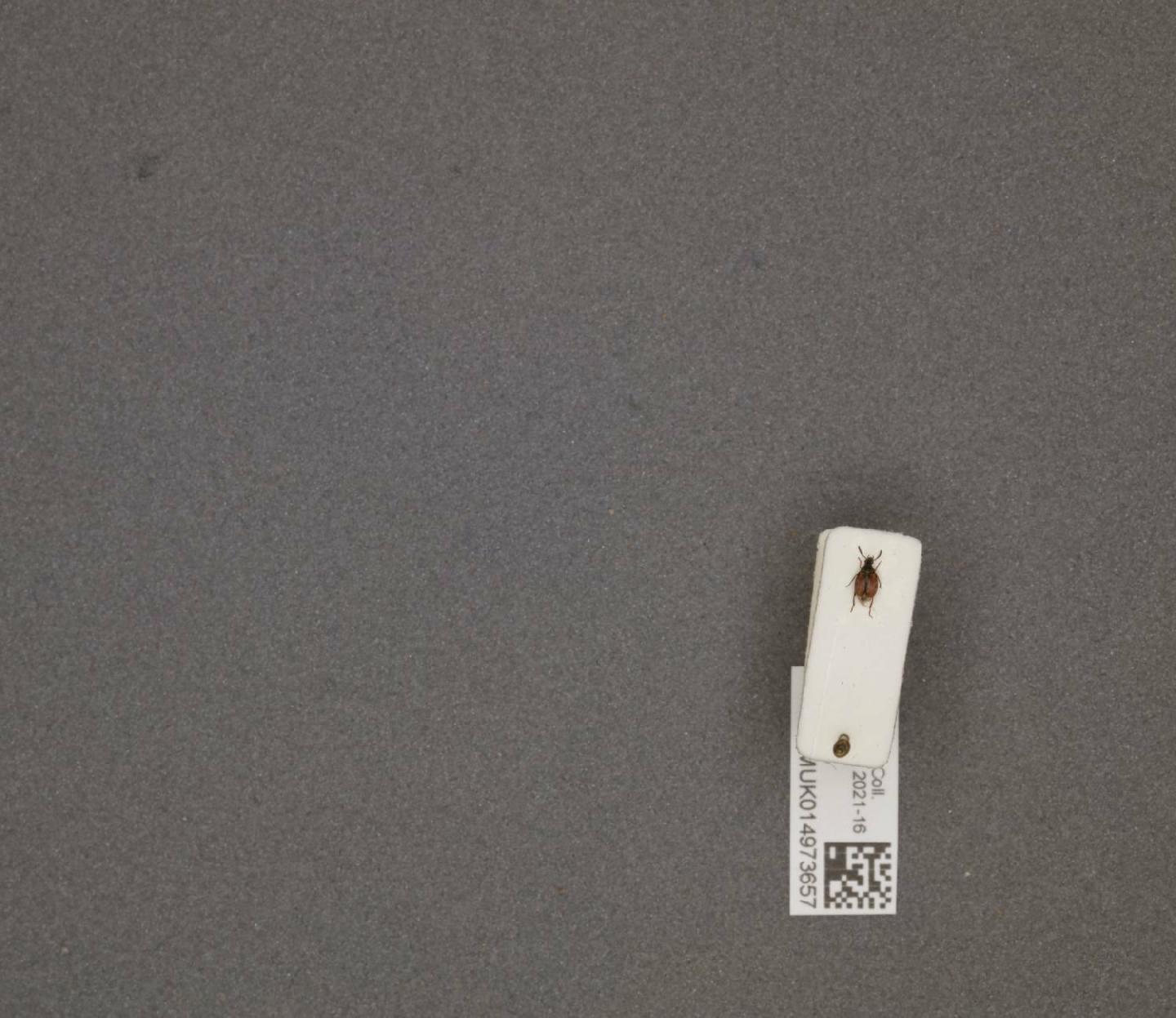 Acanthoscelides pallidipennis thumbnail