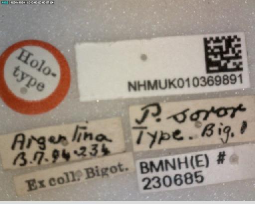 Copestylum (Phalacromya) soror (Bigot, 1883) - Copestylum soror HT labels