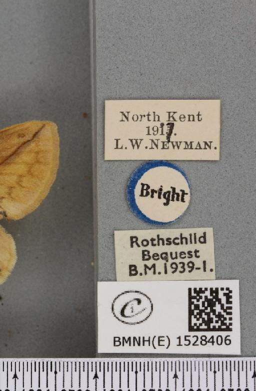 Euthrix potatoria ab. lilacina Cockayne, 1951 - BMNHE_1528406_label_196914