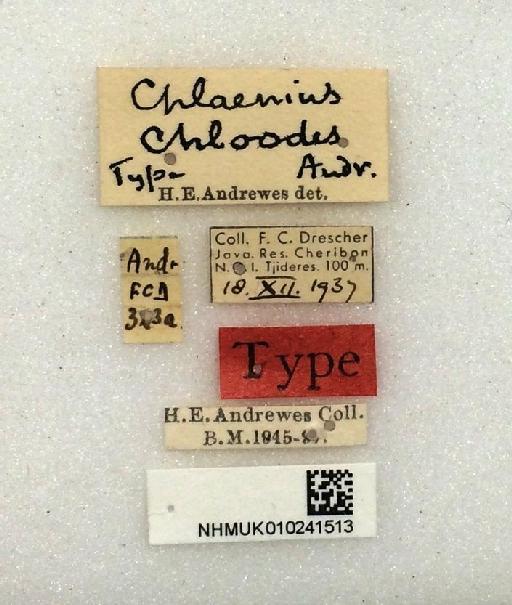Chlaenius (Pseudochlaeniellus) chloodes Andrewes, 1941 - Chlaenius_chloodes_labels