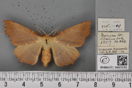 Ennomos autumnaria ab. schultzi Siebert, 1907 - BMNHE_1865595_432464