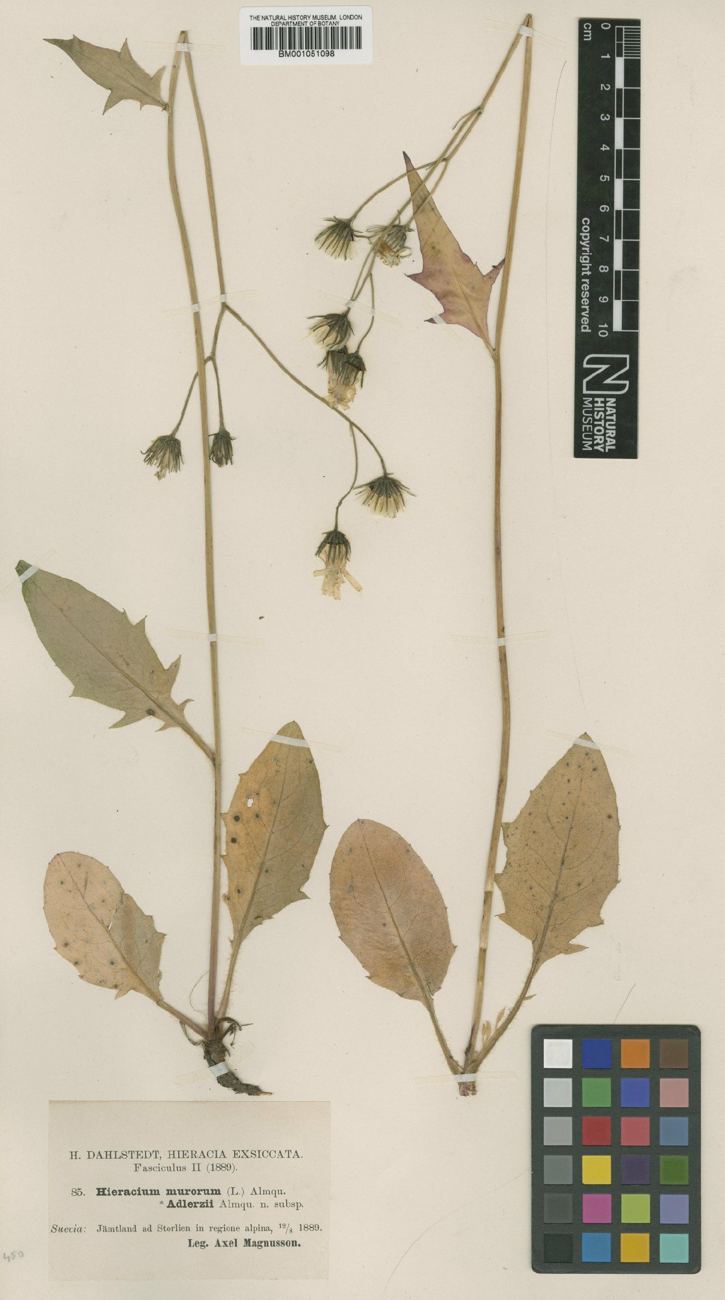 To NHMUK collection (Hieracium caesium subsp. adlerzii (F.Hanb.) Zahn; TYPE; NHMUK:ecatalogue:2421312)
