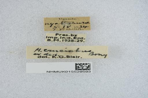 Homelix (Homelix) cruciata Breuning, 1937 - Homelix (Homelix) cruciatus Breuning 1937; Holotype; NHMUK015529593; Labels