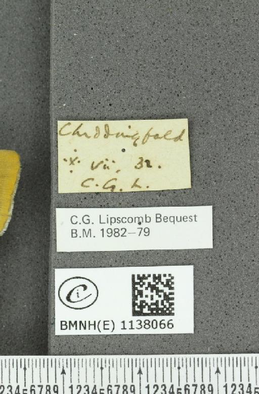 Thecla betulae (Linnaeus, 1758) - BMNHE_1138066_label_95179