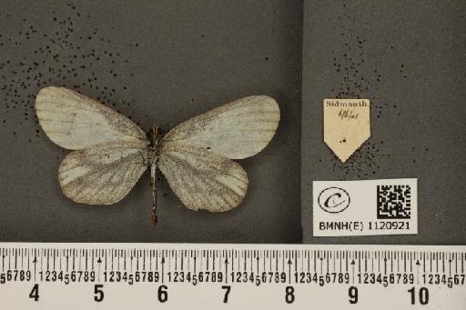 Leptidea sinapis sinapis Linnaeus, 1758 - BMNHE_1120921_74697