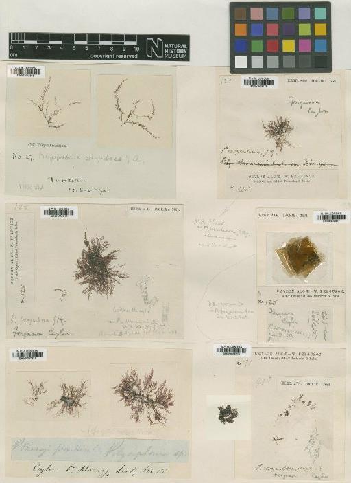 Polysiphonia corymbosa J.Agardh - BM001082313