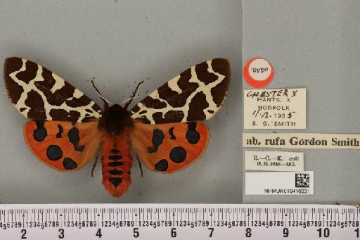 Arctia caja ab. rufa Smith, 1956 - NHMUK_010416231_528553