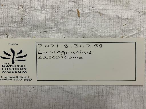 Lasiognathus saccostoma Regan, 1925 - BMNH 2021.8.31.288, Lasiognathus saccostoma, label