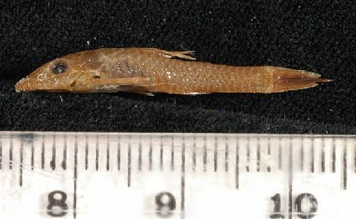 Otocinclus nigricauda Boulenger, 1891 - 1891.3.16.53-62f; Otocinclus nigricauda; lateral view; ACSI Project image