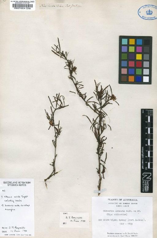 Hibbertia linearis R.Br. ex DC. - BM000574394