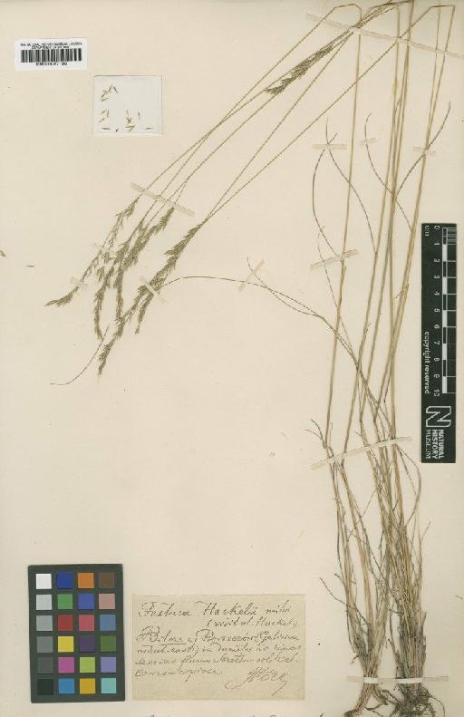 Festuca hackelii Błocki - BM001067190