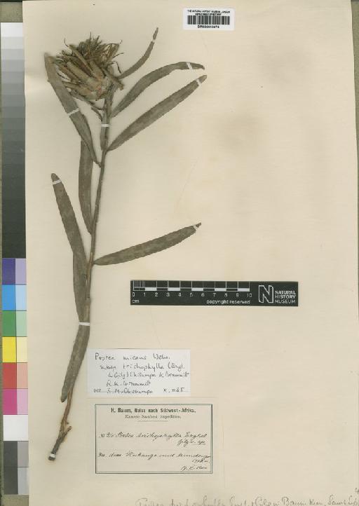 Protea micans subsp. trichophylla (Engl. & Gilg) Chisumpa & Brummitt - BM000910676