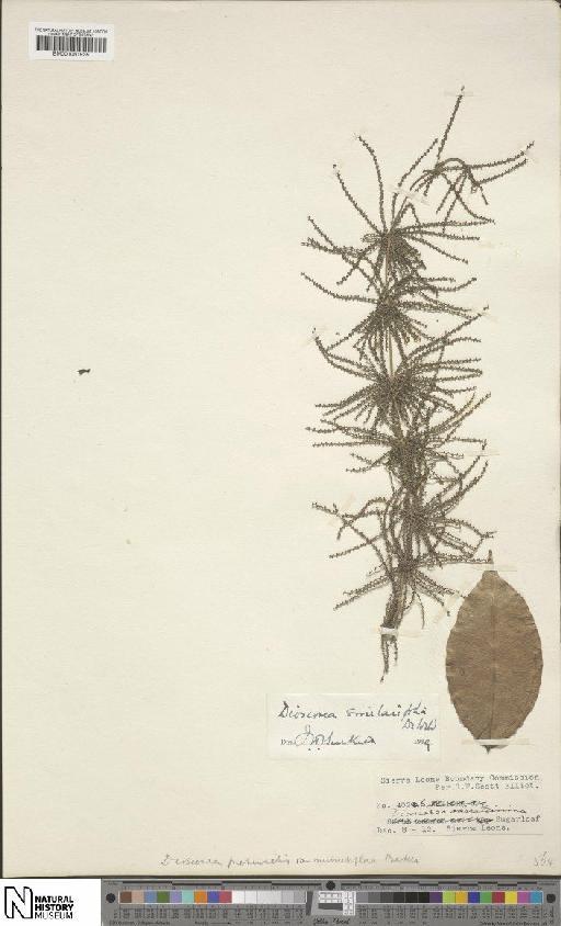 Dioscorea smilacifolia De Wild. & T.Durand - BM001051935