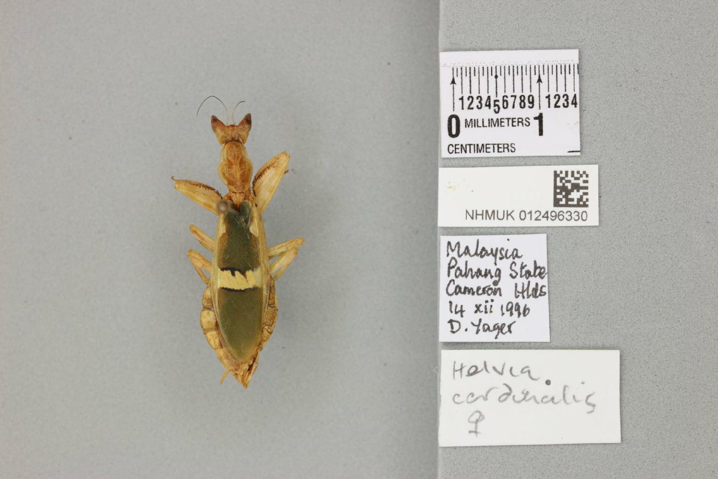 Helvia cardinalis thumbnail