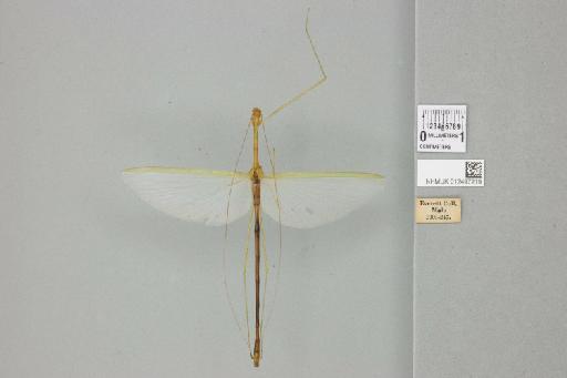 Necroscia chloris Serville, 1838 - 012497219_72514_86842