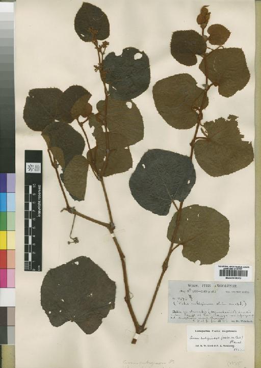 Cissus rubiginosa (Welw. ex Baker) Planch. - BM000838252