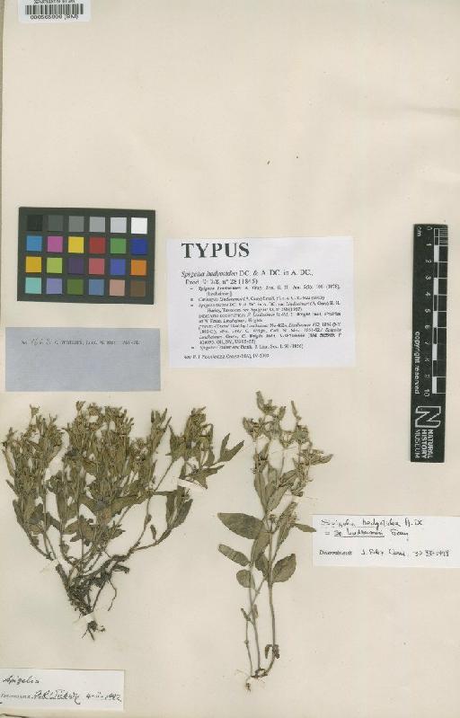 Spigelia hedyotidea DC. & A.DC. - BM000565909