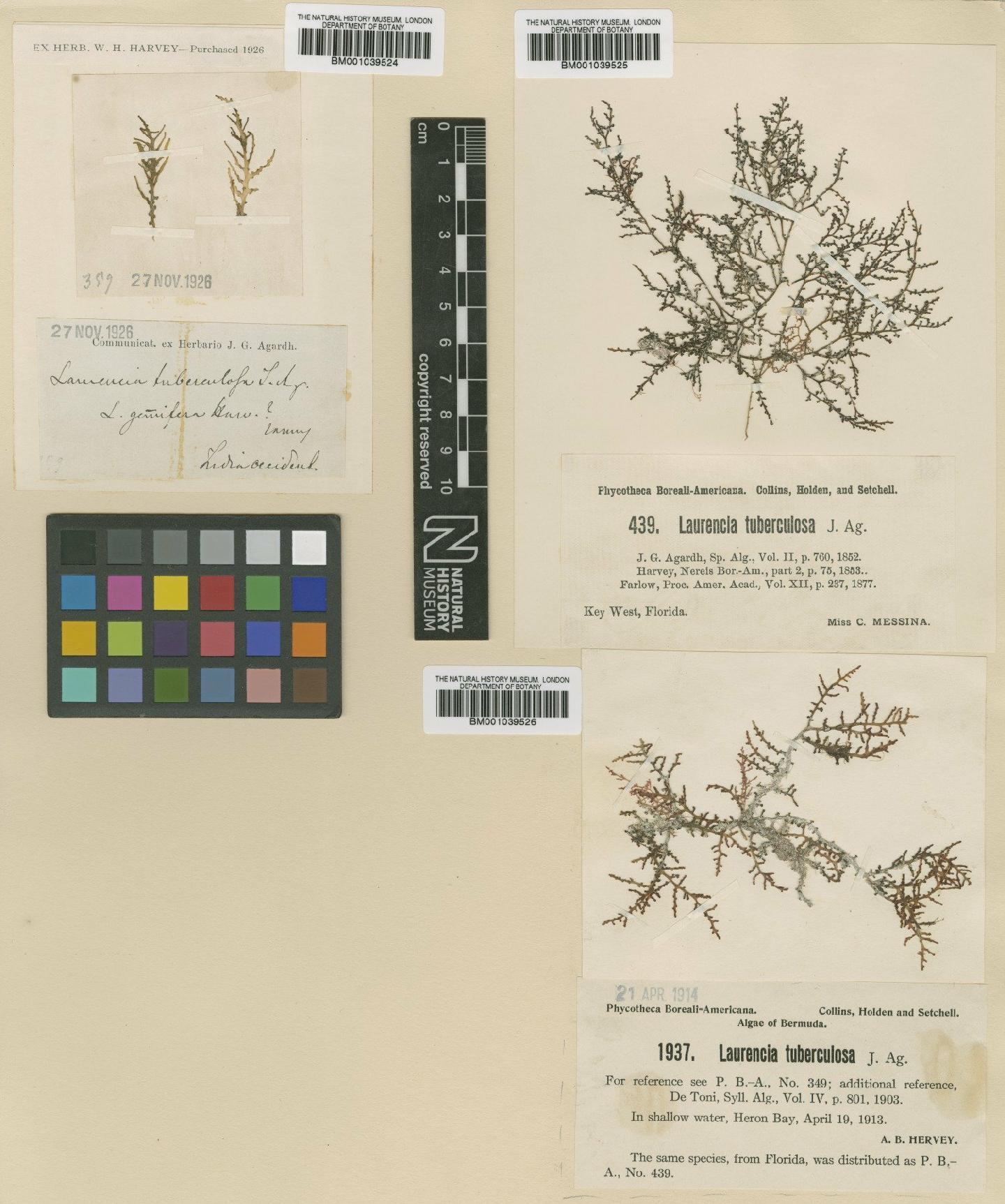 To NHMUK collection (Laurencia poitei (J.V.Lamour.) M.Howe; TYPE; NHMUK:ecatalogue:717915)