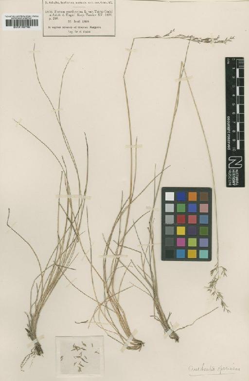 Festuca tatrae (Czakó) Degen - BM001067160