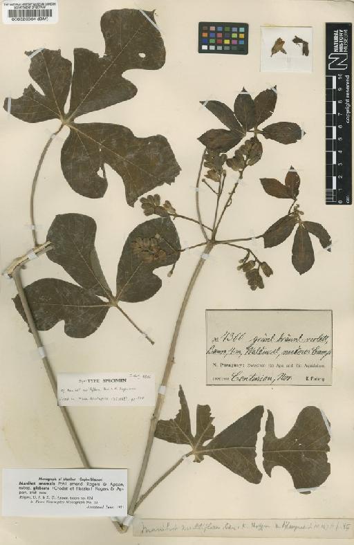 Manihot anomala subsp. glabrata (Chodat & Hassl.) D.J.Rogers & Appan - BM000526304