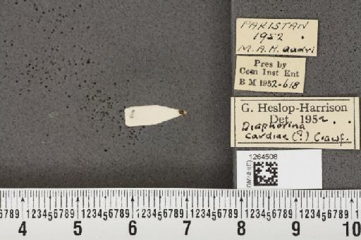 Diaphorina aegyptiaca Puton, 1892 - BMNHE_1264508_8940